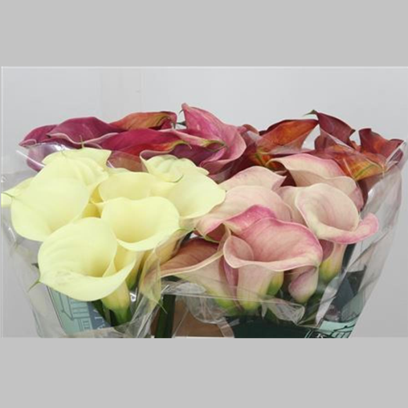 Cale Mixte, Pachet (10 buc.)